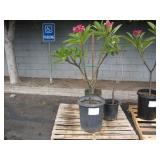 3 POTTED PLANTS