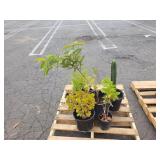 PALLET OF POTTED PLANTS