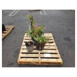 PALLET OF POTTED PLANTS