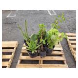 PALLET OF POTTED PLANTS PALLET OF POTTED PLANTS