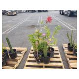 PALLET OF POTTED PLANTS PALLET OF POTTED PLANTS