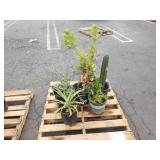 PALLET OF POTTED PLANTS PALLET OF POTTED PLANTS