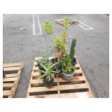 PALLET OF POTTED PLANTS