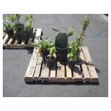 PALLET OF POTTED PLANTS PALLET OF POTTED PLANTS