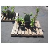 PALLET OF POTTED PLANTS