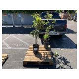 PALLET WITH 2 PLANTS PALLET WITH 2 PLANTS