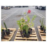 PALLET OF POTTED PLANTS