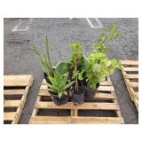 PALLET OF POTTED PLANTS