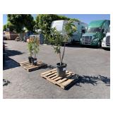 PALLET OF PLANT PALLET OF PLANT