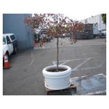 1 POTTED PLANT 1 POTTED PLANT