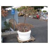 1 POTTED PLANT 1 POTTED PLANT