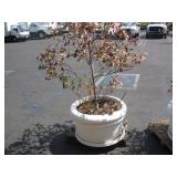1 POTTED PLANT 1 POTTED PLANT