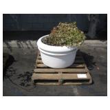 1 POTTED PLANT 1 POTTED PLANT