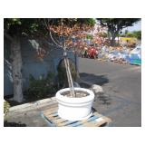 1 POTTED PLANT 1 POTTED PLANT