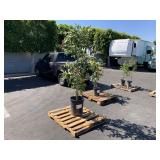 PALLET WITH PLANT PALLET WITH PLANT