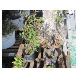 PALLET WITH POTTED PLANTS PALLET WITH POTTED PLANTS