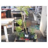 PALLET OF ASSORTED PLANTS