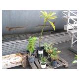 PALLET OF POTTED PLANTS