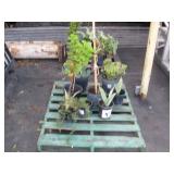 PALLET OF POTTED PLANTS
