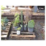 PALLET OF POTTED PLANTS