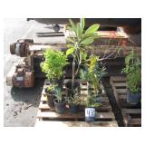 PALLET OF POTTED PLANTS