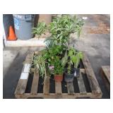 PALLET OF ASSORTED PLANTS PALLET OF ASSORTED PLANTS