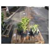 PALLET OF ASSORTED PLANTS PALLET OF ASSORTED PLANTS