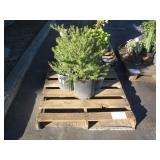 PALLET OF ASSORTED PLANTS