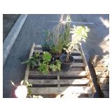 PALLET OF ASSORTED PLANTS