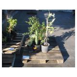 PALLET OF ASSORTED PLANTS