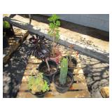 PALLET OF FIVE ASSORTED PLANT MATERIAL.