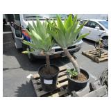 PALLET WITH 2 POTTED PLANTS AGAVE PLANTS