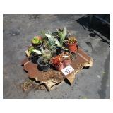 PALLET OF POTTED PLANTS