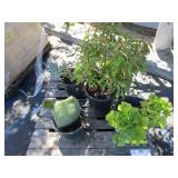 PALLET OF FIVE ASSORTED PLANT MATERIAL.