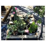 PALLET OF FIVE ASSORTED PLANT MATERIAL.