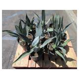 PALLET OF SEVEN POTS OF PLANT MATERIAL.