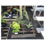 PALLET OF ASSORTED PLANTS