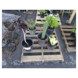 PALLET OF ASSORTED PLANTS