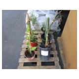 PALLET OF ASSORTED PLANTS