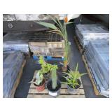 PALLET OF ASSORTED PLANTS