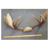 Large Moose Antlers