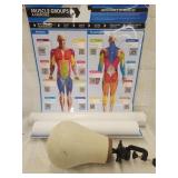 Posters of body stretches , Mannequin head stand
