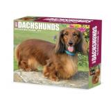 New lot of 2. Dachshunds 2025 6.2" x 5.4" Box
