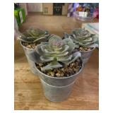 Succulents
