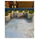 Decorative succulents