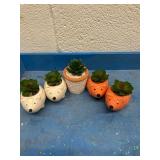 Decorative succulents