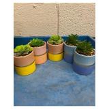 Decorative succulents