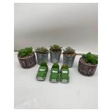 Decorative succulents