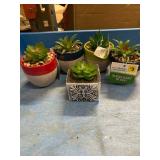 Decorative succulents