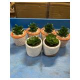 Decorative succulents